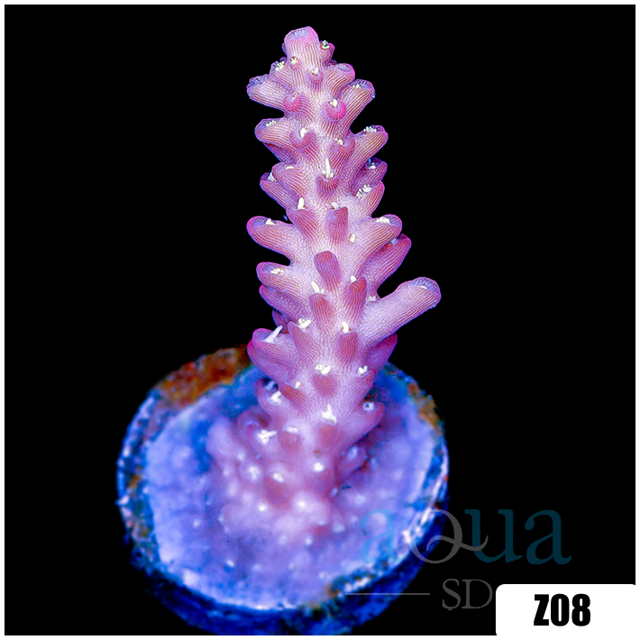 Strawberry Tort Acropora