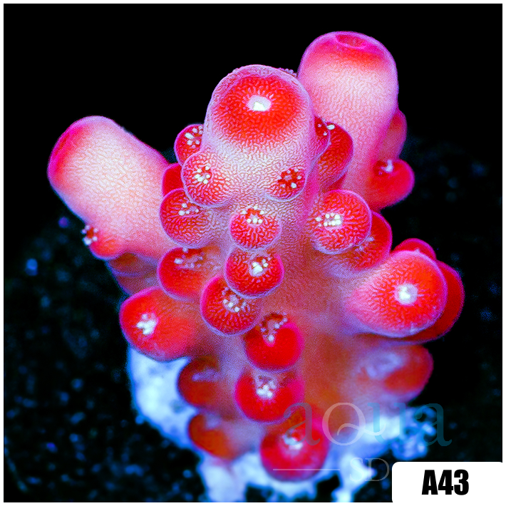 ASD Cherry Blossom Acropora
