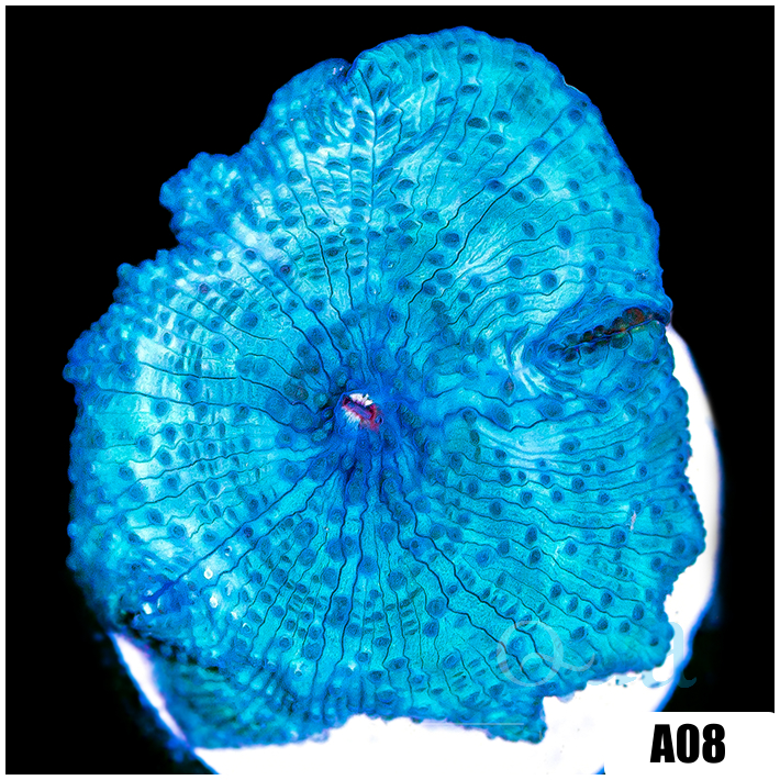 Blue Mans Discosoma