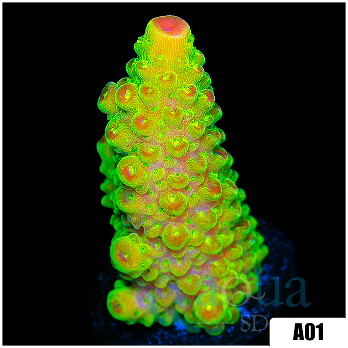 Heavenly Glow Acropora