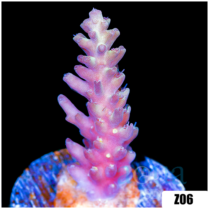 Strawberry Tort Acropora