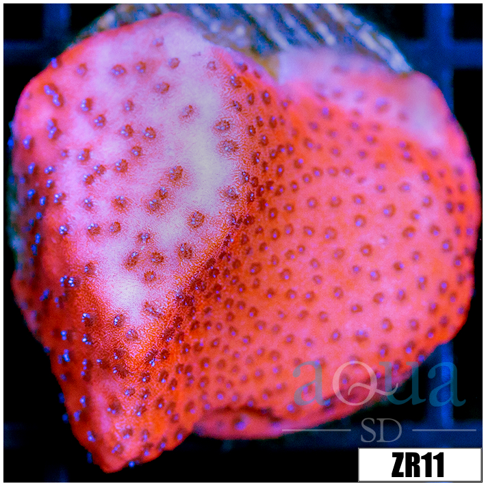 Juggernaut Montipora