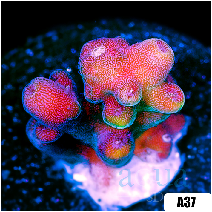 Sugar Rush Tort Acropora