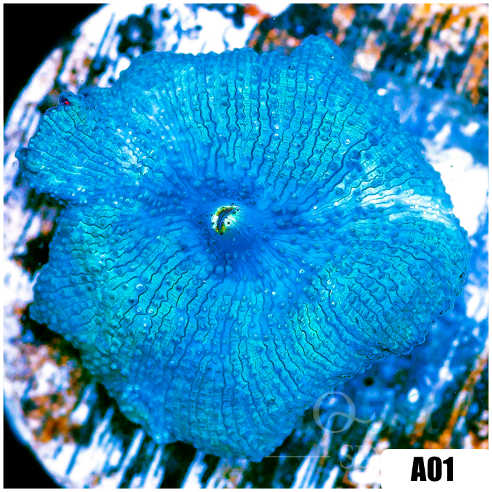 Blue Mans Discosoma