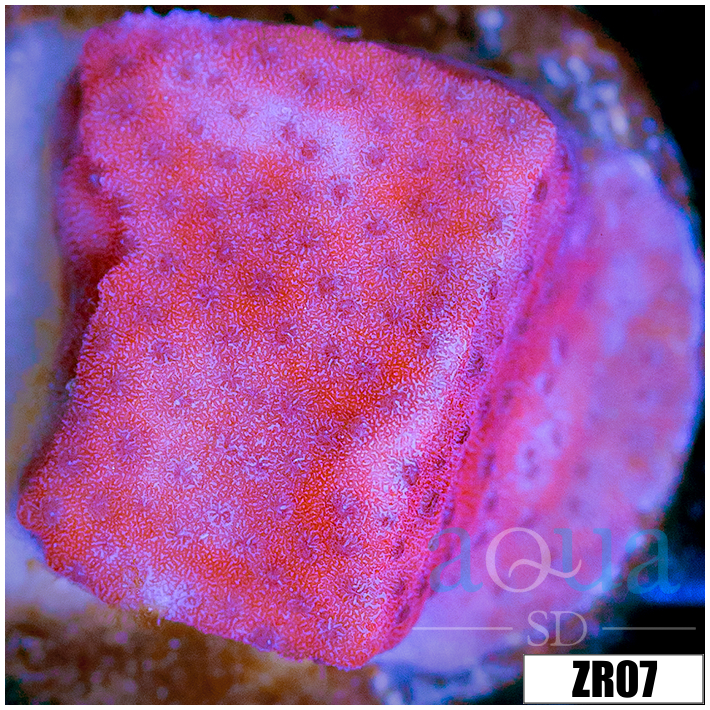 Juggernaut Montipora