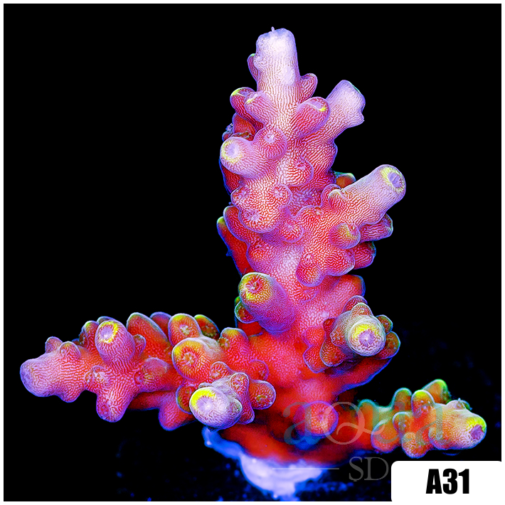 Golden Tipped Tort Acropora