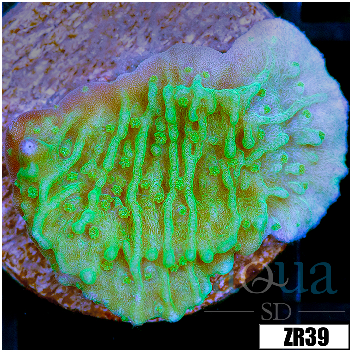 Nuclear Plating Monti