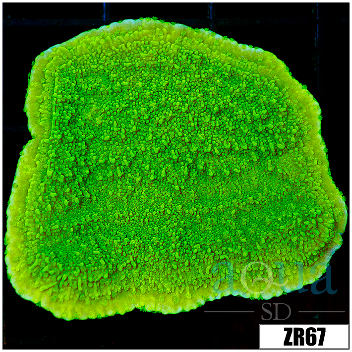 Nuclear Plating Monti