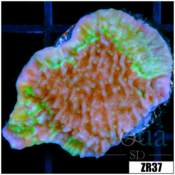 JF Cold Fusion Monti