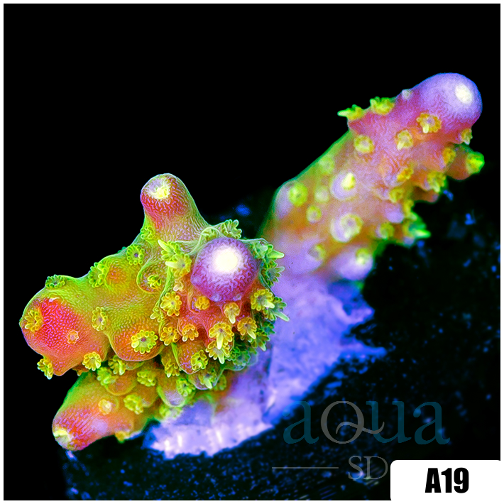 Paletta Pink Tips Acropora