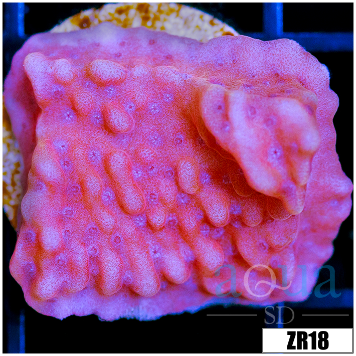 Orange Phoenix Montipora