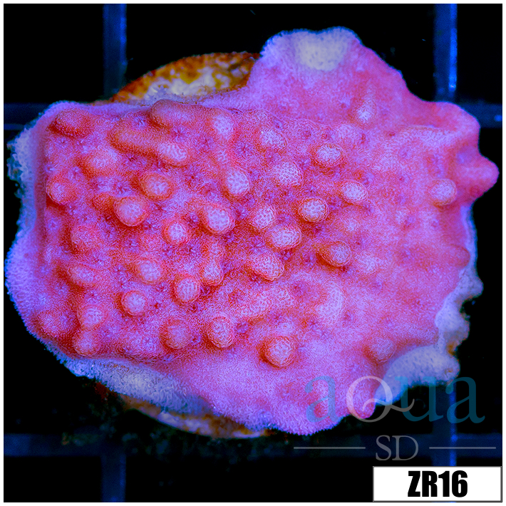 Orange Phoenix Montipora