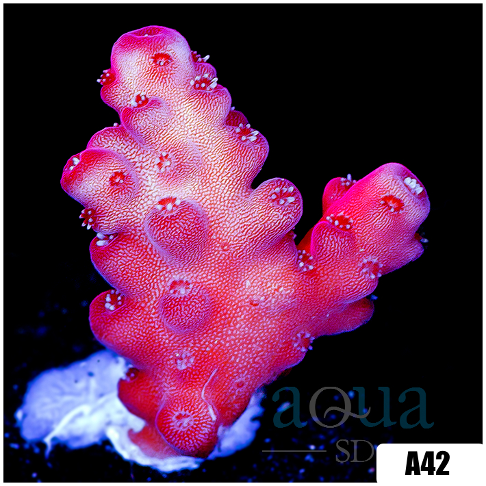 ASD Cherry Blossom Acropora
