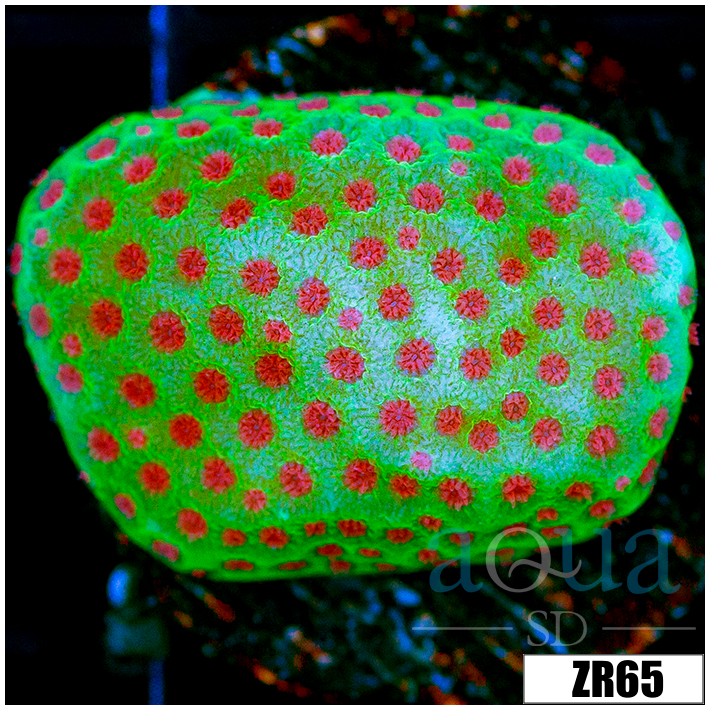 Strawberry Fields Montipora
