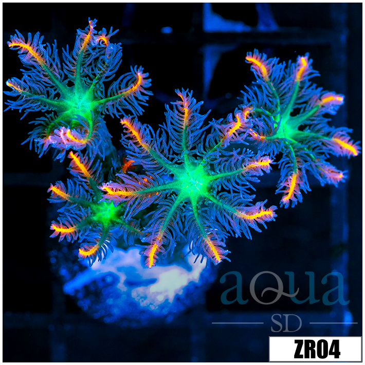 Firework Clove Polyps