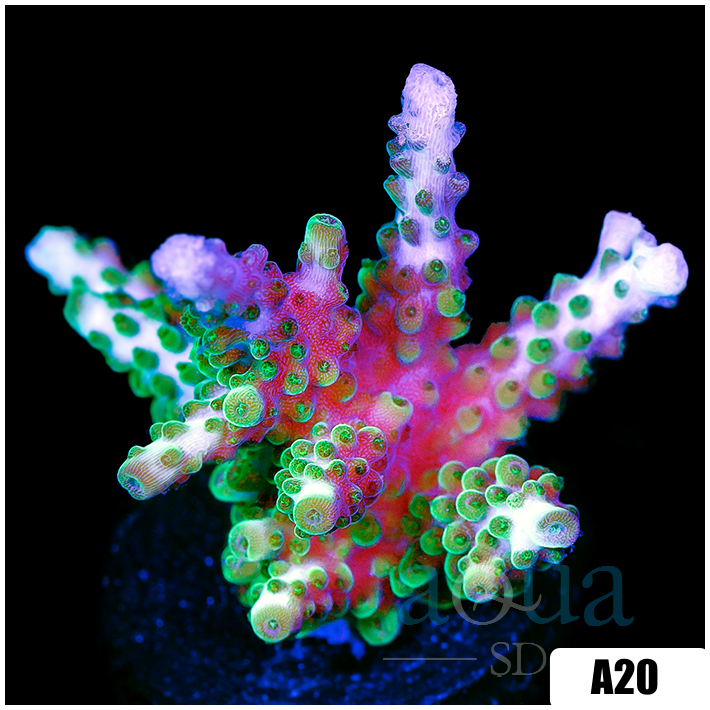Enchanted Blue Tips Tort Acropora