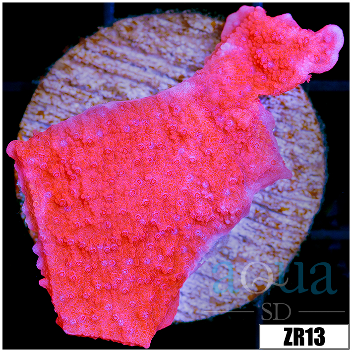 Orange Encrusting Monti