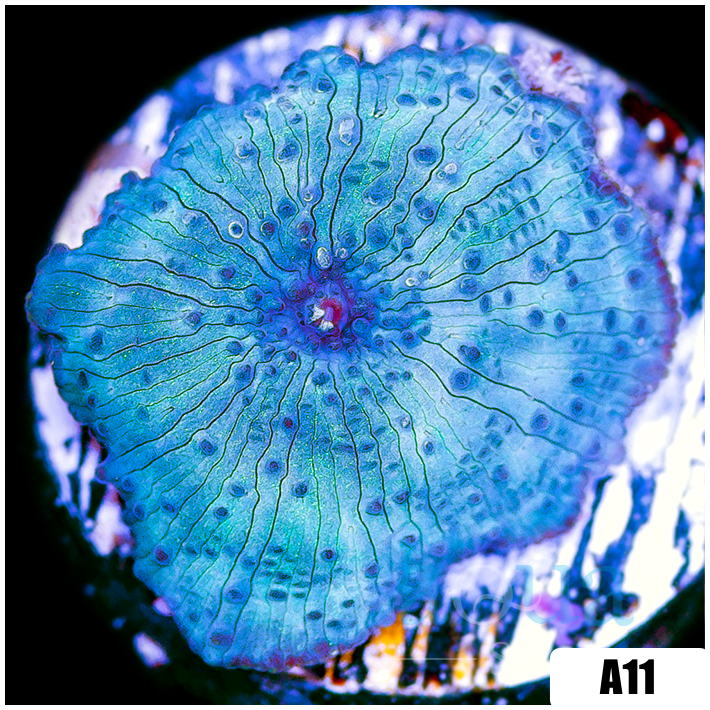 Blue Mans Discosoma