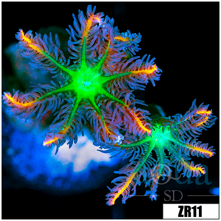 Firework Clove Polyps