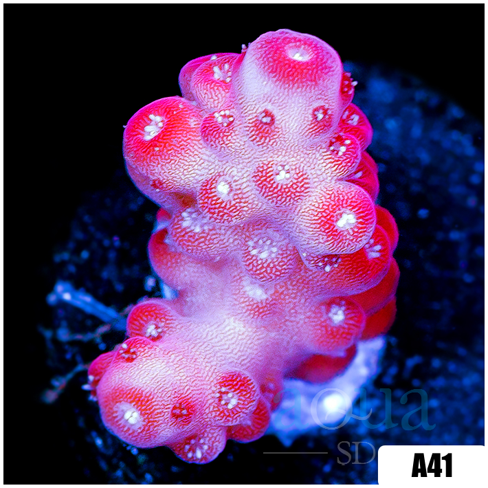 ASD Cherry Blossom Acropora