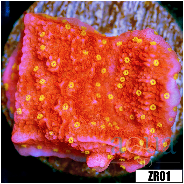 Sunburst Montipora