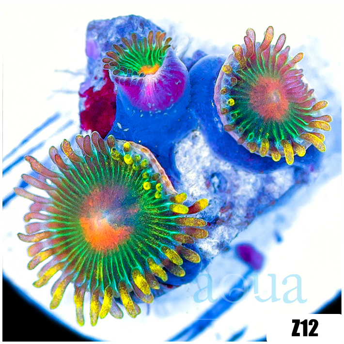 Gator Eyes Zoanthids