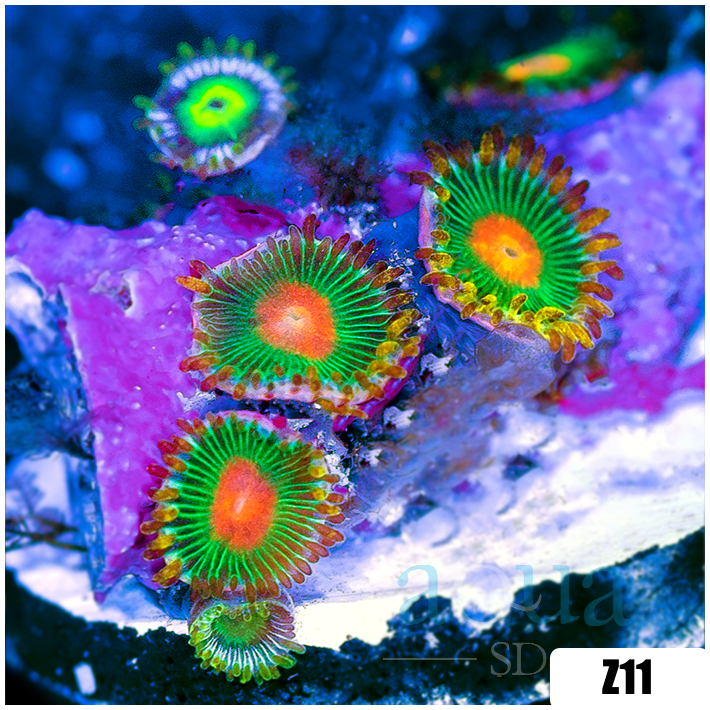 Gator Eyes Zoanthids