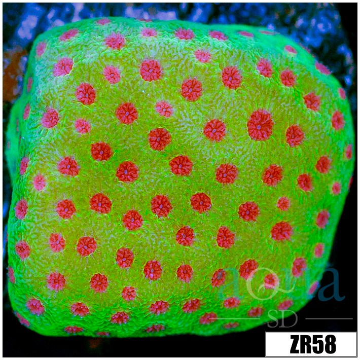 Strawberry Fields Montipora