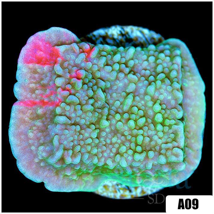 Grafted Montipora