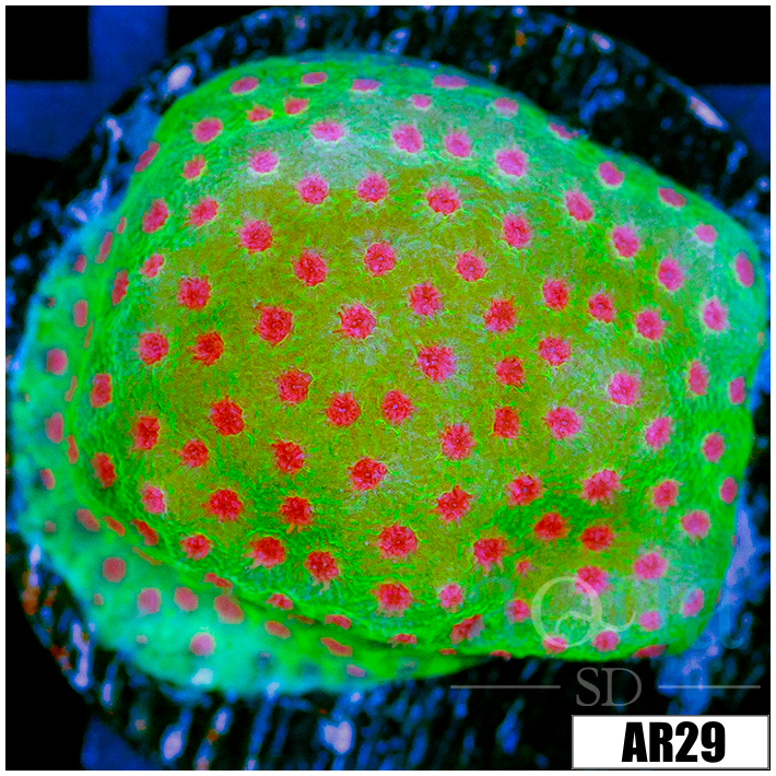 Strawberry Fields Montipora