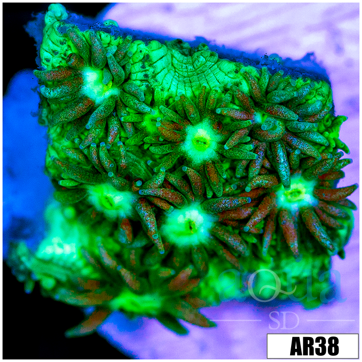 Neon Star Goniopora