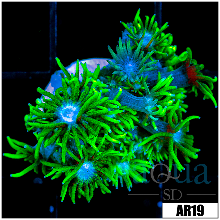 Neon Star Goniopora