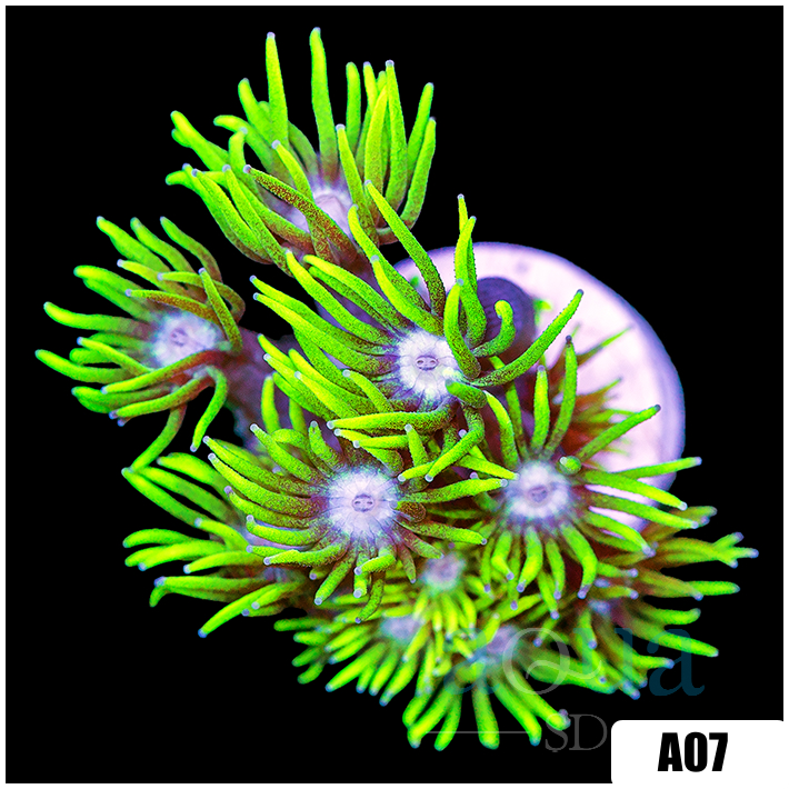 Neon Star Goniopora