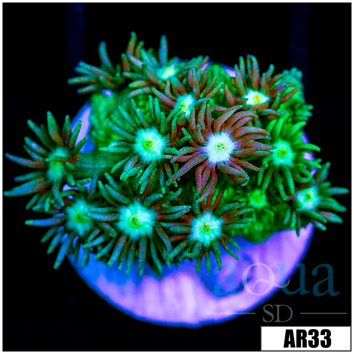 Neon Star Goniopora