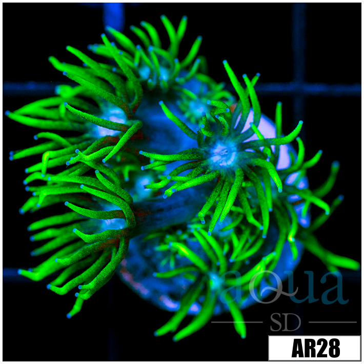 Neon Star Goniopora