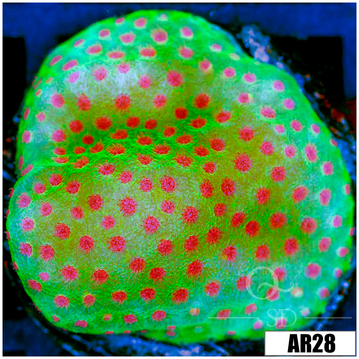 Strawberry Fields Montipora