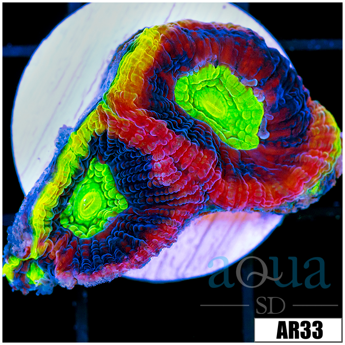 Rainbow Soul Favia