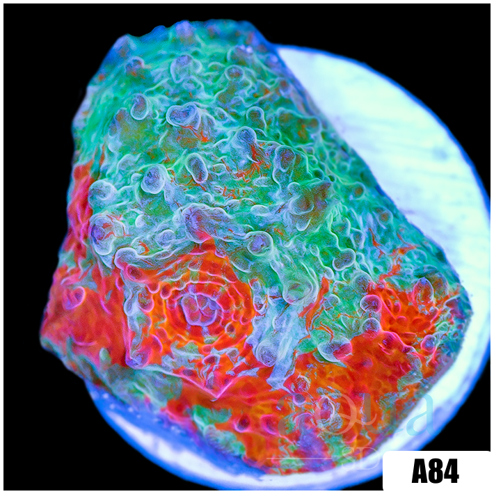 Fire And ICe Chalice