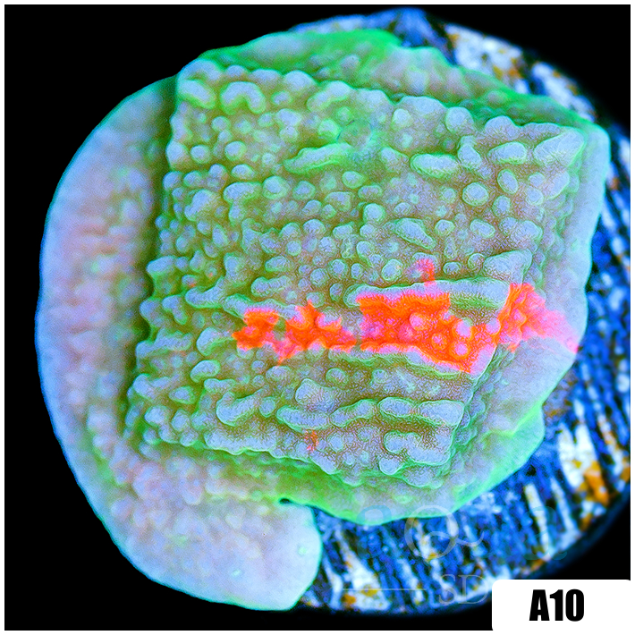 Grafted Montipora
