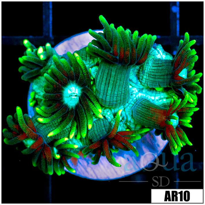 Neon Star Goniopora