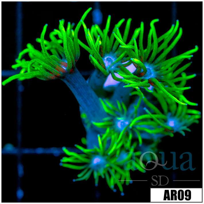 Neon Star Goniopora