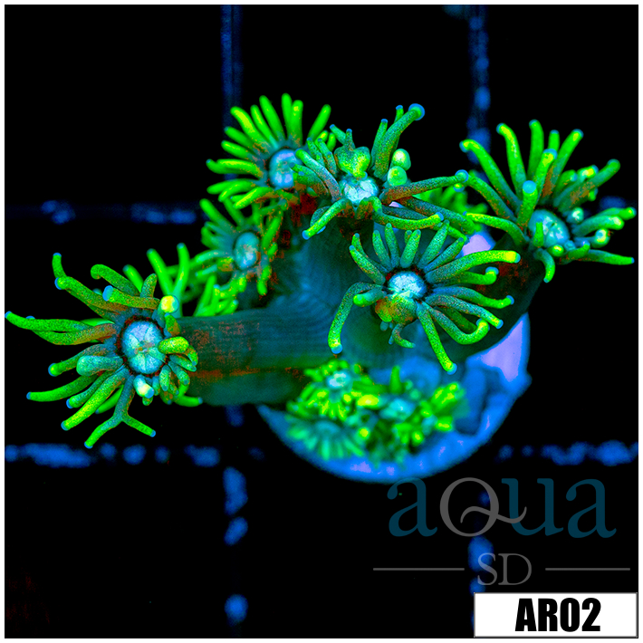 Neon Star Goniopora