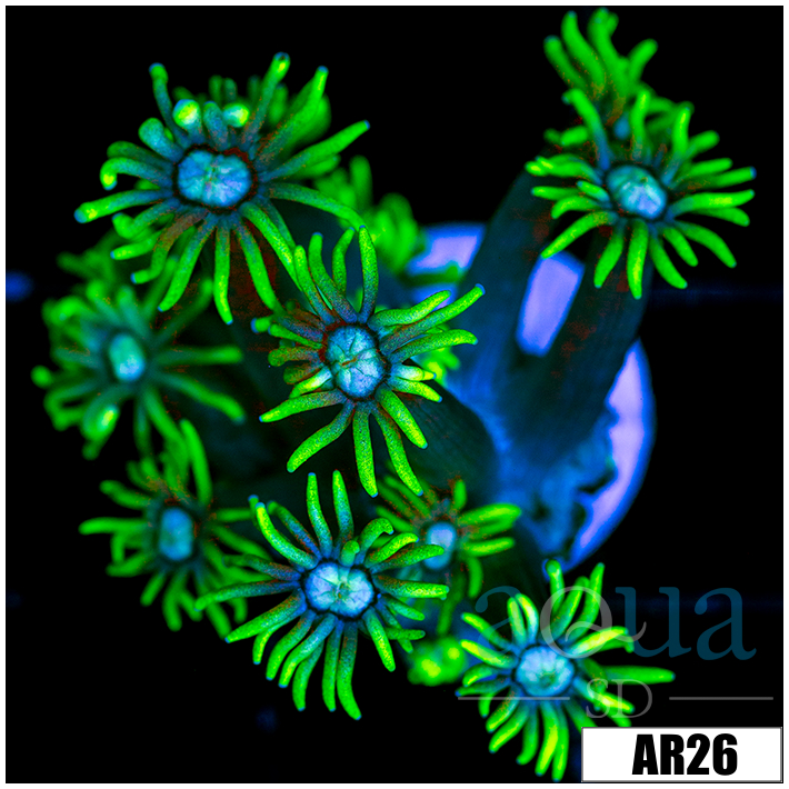 Neon Star Goniopora