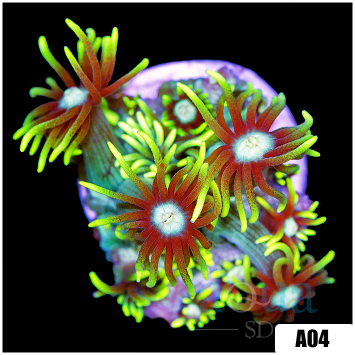 Neon Star Goniopora