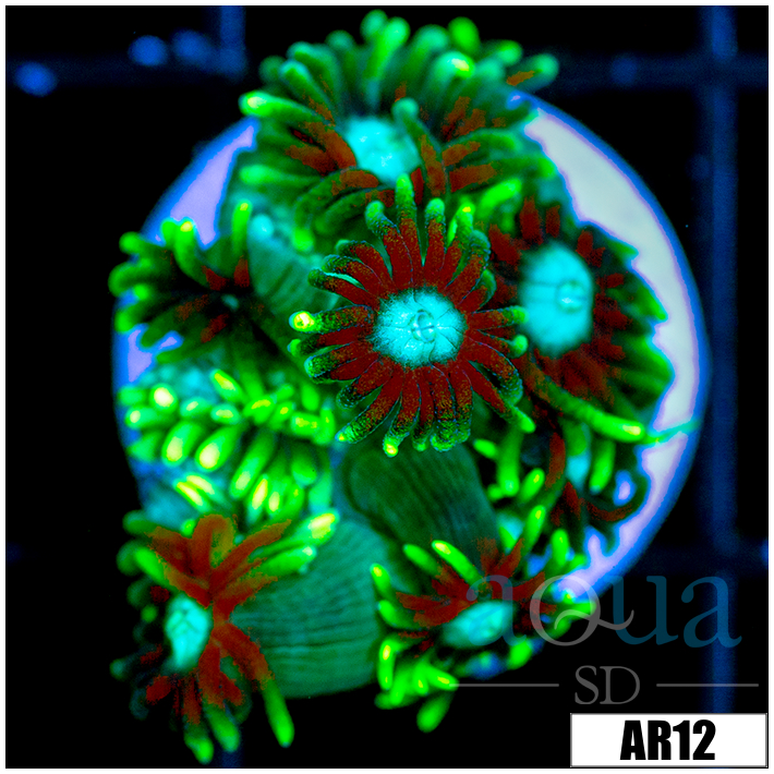 Neon Star Goniopora