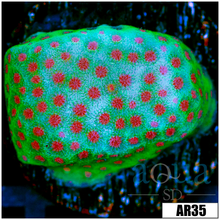 Strawberry Fields Montipora