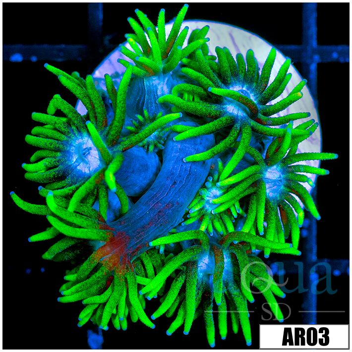 Neon Star Goniopora