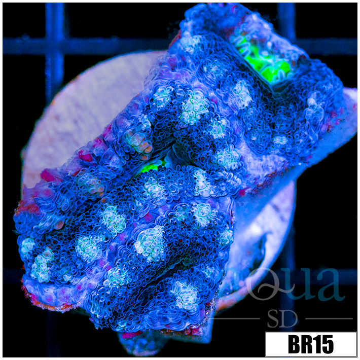 Frosted UFO Acan Lord