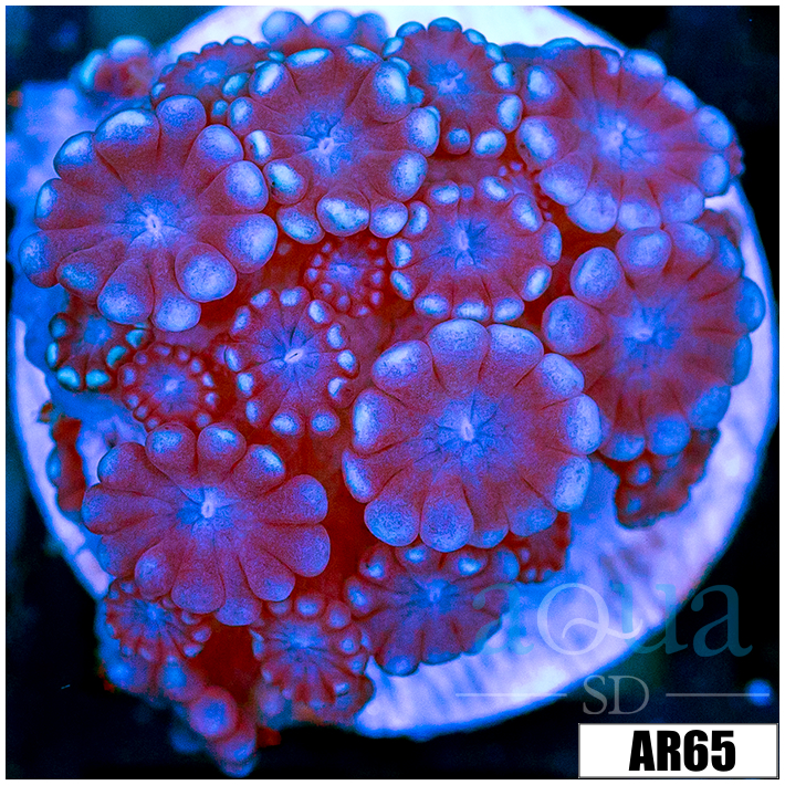 Purple Petals Alveopora