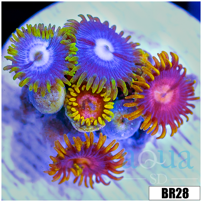 ASD Combo Zoanthids